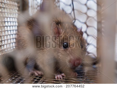 A big brown rat in trap cage.