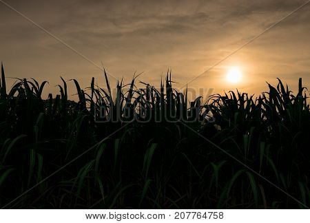 Silhouette Sugar Cane Plantation In The Background Sunset