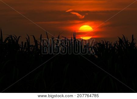 Silhouette Sugar Cane Plantation In The Background Sunset