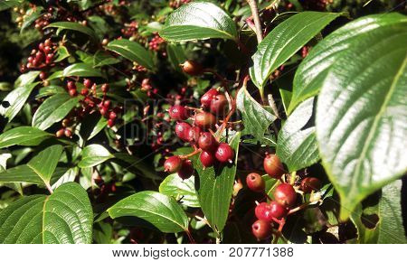 Seasional Berries of Darjeeling Hills on a sunny Day