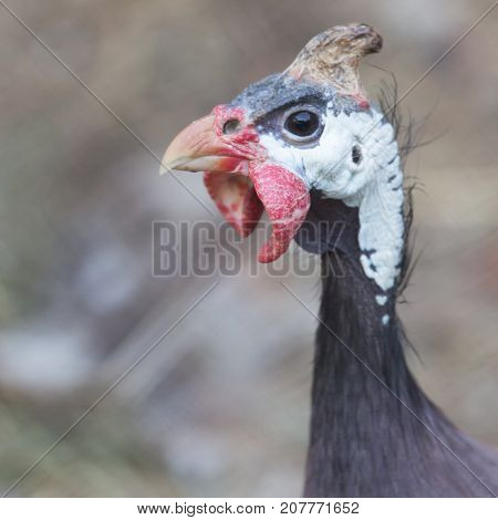 portrait of guinea fowl . In the park in nature