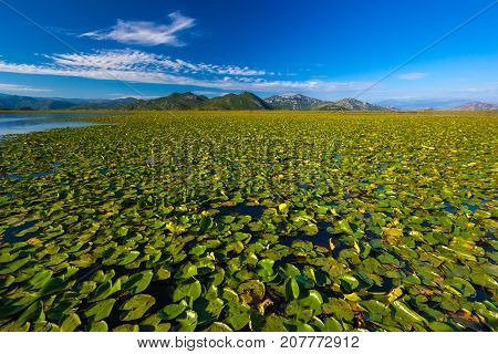 A huge field with lilies. Skadar Lake. Montenegro. Photo taken at Skadar Lake Podgorica region.