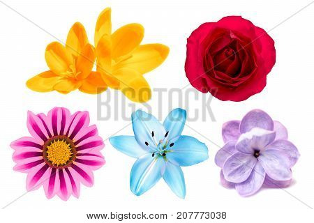 Set of rose lilac lily crocus gerbera flowers isolated on white background. Top view