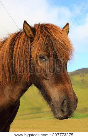 Portrait of beautiful Icelandic horse on the background of blue sky Iceland