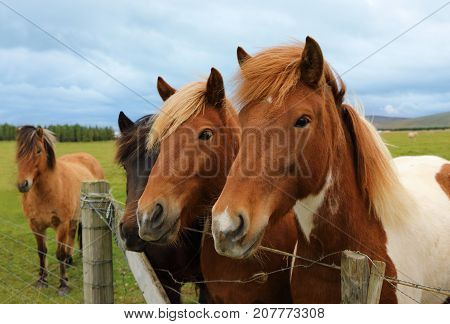 Portrait of beautiful Icelandic horses on the paddock Iceland