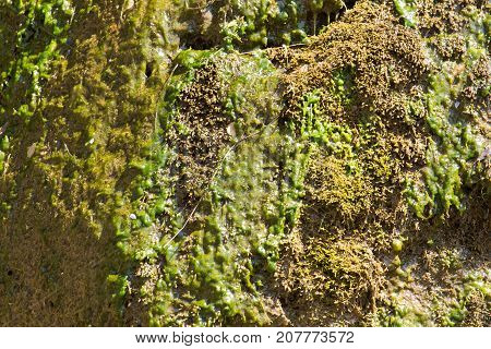 algae in a spring . In the park in nature