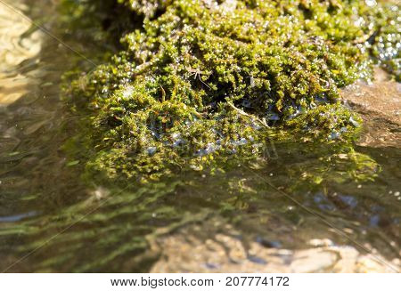 algae in a spring . In the park in nature