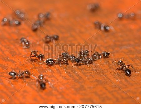 ants. macro . In the park in nature