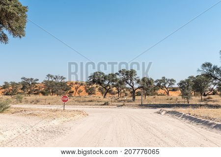 Exit road from Askham a small town in the Northern Cape Province of South Africa Camelthorn trees red sand dunes and goats are visible