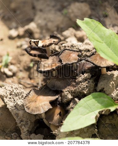 toadstool mushroom in nature . In the park in nature