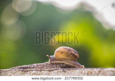 Snail on the Concrete wall in macro close-up Morning sun blurred background