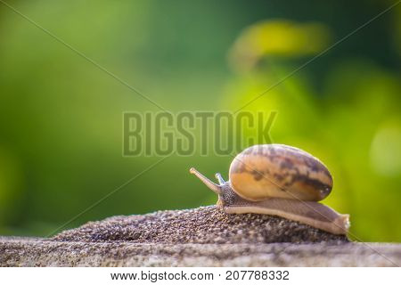 Snail on the Concrete wall in macro close-up Morning sun blurred background