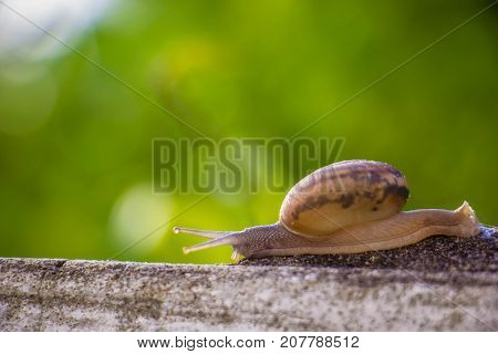 Snail on the Concrete wall in macro close-up Morning sun blurred background