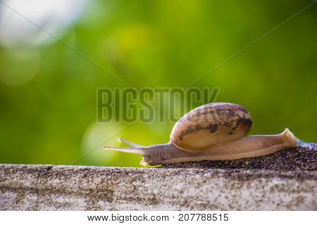 Snail on the Concrete wall in macro close-up Morning sun blurred background