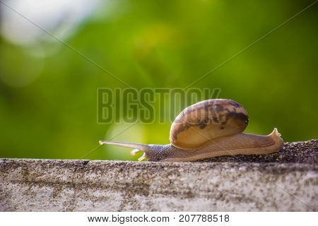 Snail on the Concrete wall in macro close-up Morning sun blurred background
