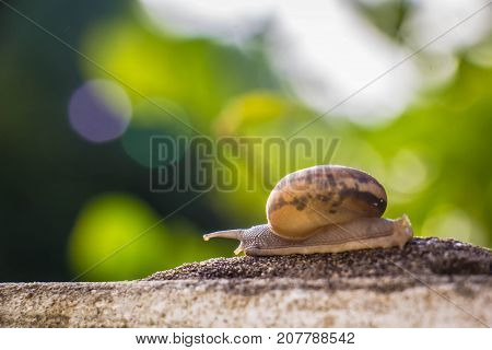 Snail on the Concrete wall in macro close-up Morning sun blurred background