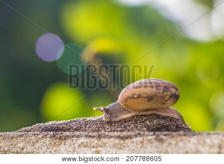 Snail on the Concrete wall in macro close-up Morning sun blurred background