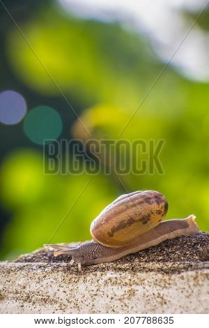 Snail on the Concrete wall in macro close-up Morning sun blurred background