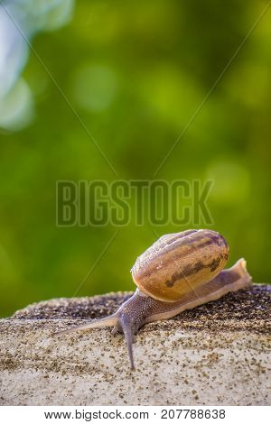 Snail on the Concrete wall in macro close-up Morning sun blurred background