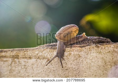 Snail on the Concrete wall in macro close-up Morning sun blurred background