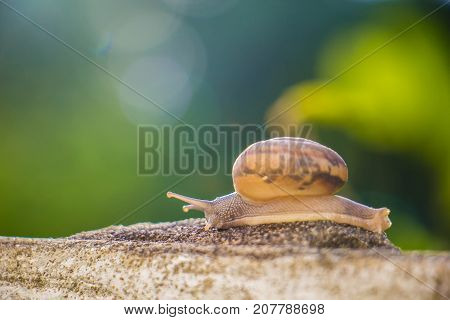 Snail on the Concrete wall in macro close-up Morning sun blurred background