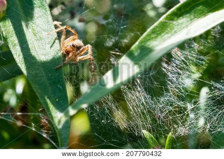 Ugly Spider Crawling On His Spider Web