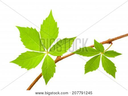 Virginia Creeper Branch