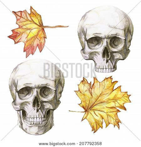 Watercolor drawing of a human skull with a mandible and no mandible for halloween series with autumn yellow leaves of a decor, prints on a white background