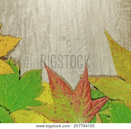 Autumn leaves and big green laef over wooden background