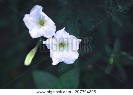Summer flowers - petunias on a blurred background