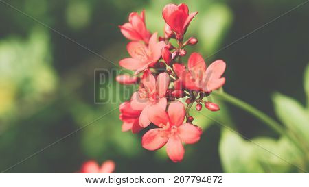 Flower (Peregrina Spicy Jatropha Flower) red color Naturally beautiful flowers in the garden