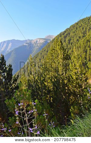 Morning in the mountains of Olympus Greece.