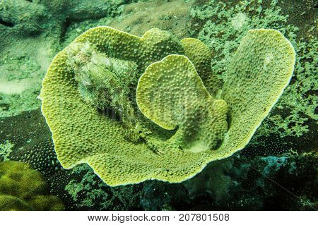Stone fish camouflage on the coral in Andaman Sea Thailand