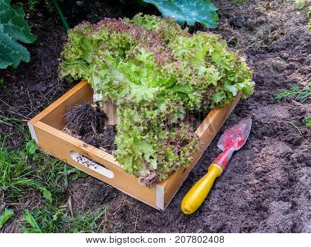 Lollo Rosso coral lettuce salad heads in the wooden box. Green vegetables harvesting in the organic garden.