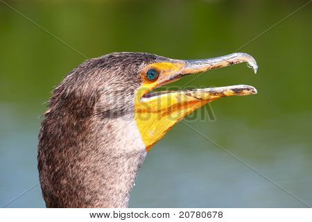 Çift Tepeli karabatak (Phalacrocorax auritus)