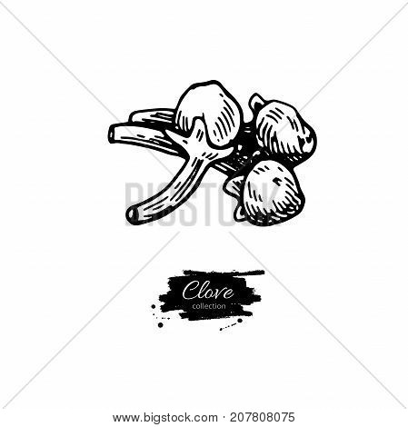 Clove vector drawing. Hand drawn sketch. Seasonal food illustration isolated on white. Engraved style spice and flavor object. Cooking and aromaterapy ingredient.