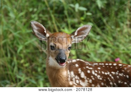 Whitetail Deer Fawn Looking At Me