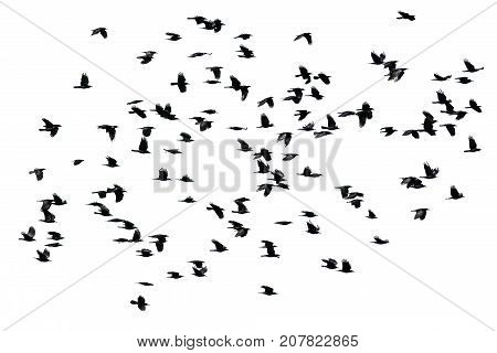 a flock of black crows flying wings spread on a white isolated background