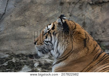 One tiger staring off into the distance looking relaxed