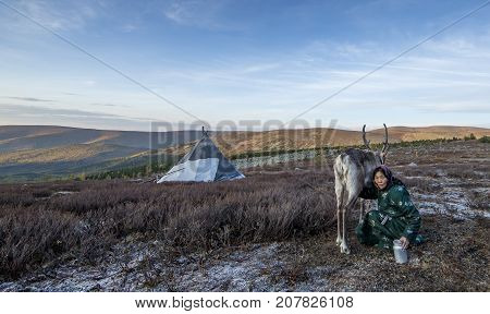 tsaatan woman milking a reindeer in northern mongolian landscape