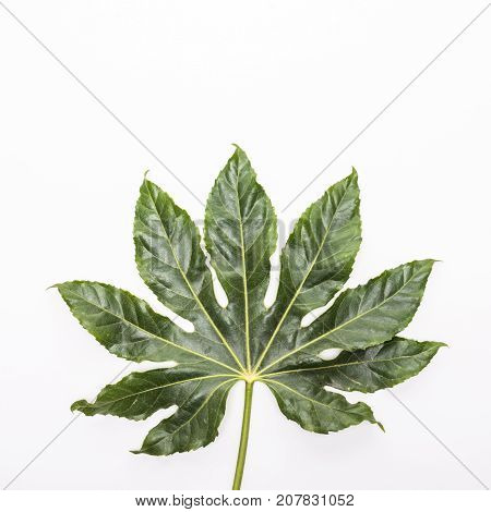 Green Tropical, Palm Leaves, Leaf Branches On White Background. Flat Lay, Top View