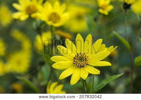 Common Ragwort Senecio jacobaea - beautiful yellow flower closeup macro.