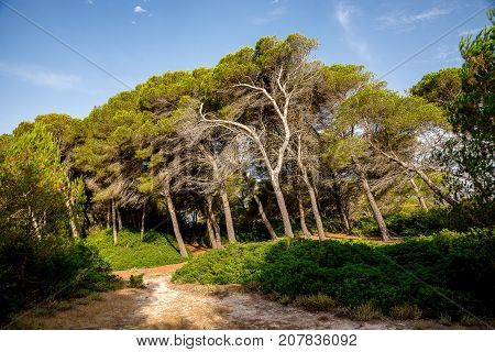 Leaning Trees In A Small Natural Reserve Park Between Can Picafort And Alcudia