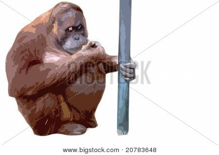 Orangutan