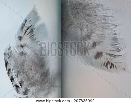Group Of Gray Spotted Owl Feathers