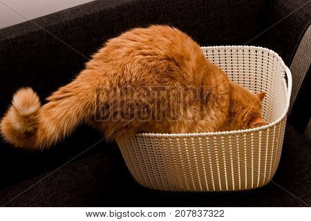 Curious red cat seeking for something in a basket