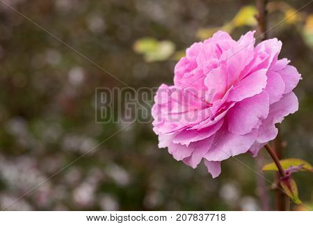 the Mayflower rose, Austilly, close up on a green park background in autumn.