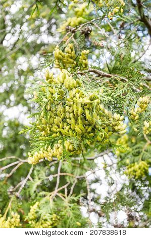 Small Green Female Cones Of Northern White Cedar. Thuja.