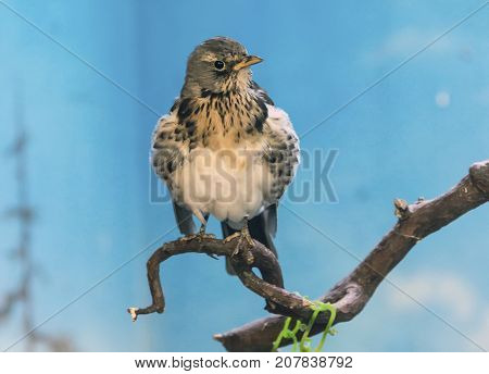 Birds Of Prey - Common Buzzard Buteo Buteo