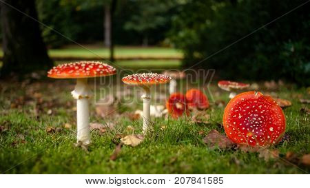A group of red and white Fungus in the forest. Fly amanita fly agaric. radiant in beautiful autumn sunlight with a number of crushed fungi